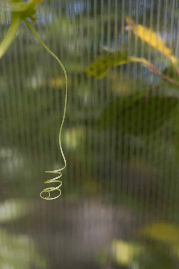 Quelles techniques de jardinage adaptées aux personnes âgées pour faciliter leur mobilité et activité physique ?