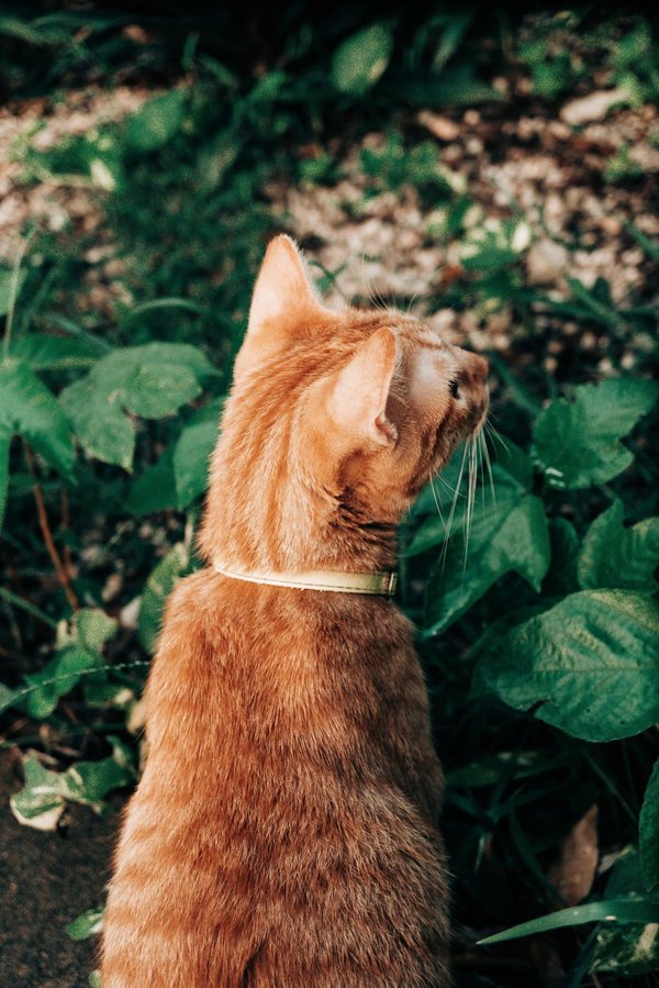 Comment concevoir un jardin sensoriel pour les personnes atteintes de troubles cognitifs ?